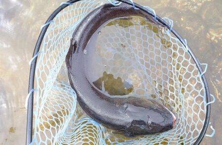 久しぶりのイトウ ～フィッシングパーク高島の泉～